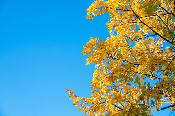 Žluté javorový listy na modré obloze. Podzimní listí na obloze. Slunce svítilo na oblohu mezi vrcholky stromů v parku. Podzimní krajina. Zářivě zbarvené javorový listy na větvích v podzimním lese. - Fotografie, Obrázek