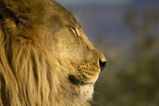 Африканський Лев беручи відпочинку - Фото, зображення