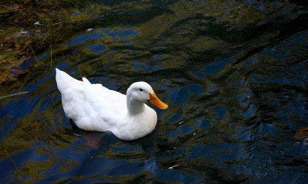Белая утка на озере - Фото, изображение