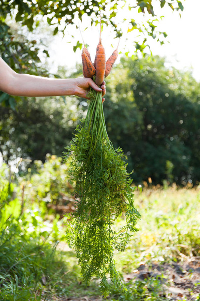 Zöldség betakarítás, szerves piszkos sárgarépa. - Fotó, kép