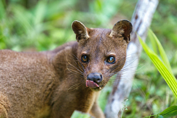 Хижі ссавців, дикої природи Мадагаскару - Фото, зображення