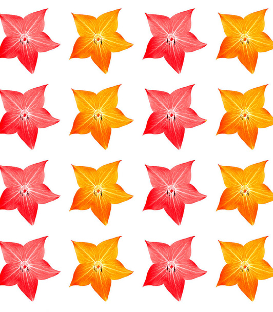 Bezszwowe kwiatowy wzór w kształcie gwiazdy pomarańczowe i czerwone kwiaty na białym tle. Projektowanie tapet, tkanin, opakowań pocztowych, dekoracji ścian. - Zdjęcie, obraz