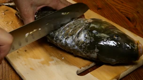 Cozinha caseira. Carpa de peixe do rio, está cortando em pedaços, com faca de cozinha para posterior fritura, na tábua de corte na mesa da cozinha. Close-up. - Filmagem, Vídeo