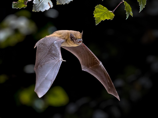 Repülő Pipistrelle bat IIN természetes erdei háttér - Fotó, kép