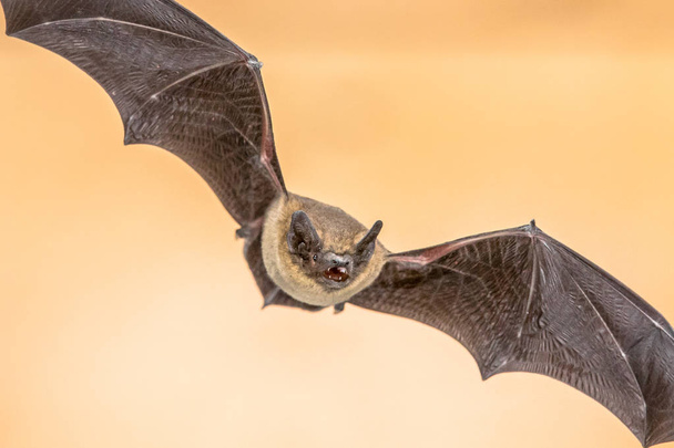 Flying Pipistrelle bat on brown background - Photo, Image