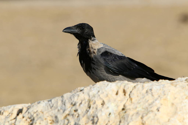 ворона ищет еду на пляже на берегу Средиземного моря в северном Израиле
  - Фото, изображение