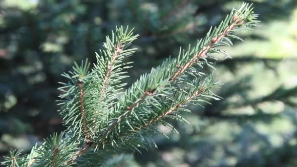 Větve modrého smrku. Smrk modrý nebo pichlý (Picea pungens)-představitel rodu smrk z čeledi borovicová. - Záběry, video