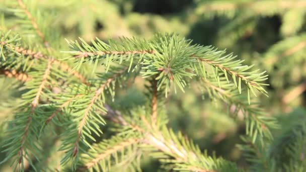 Větve modrého smrku. Smrk modrý nebo pichlý (Picea pungens)-představitel rodu smrk z čeledi borovicová. - Záběry, video
