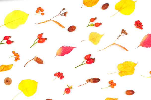 Patrón hecho de hojas secas de otoño, bellotas sobre fondo blanco. - Foto, Imagen