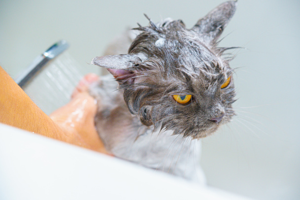Кумедний мокрий білий перський кіт або кошеня і помаранчеві очі ванна або
  - Фото, зображення