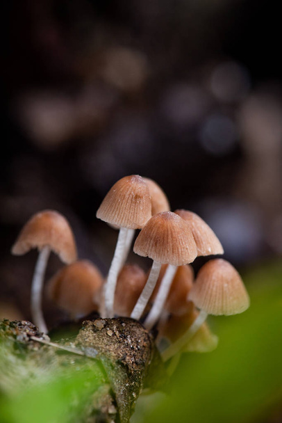 erdei gombák Vértes a vízesésnél - Fotó, kép