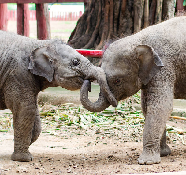 Dwa słonie dotykające tułowia razem. - Zdjęcie, obraz