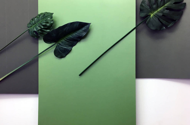 Folhas de palma verde isoladas sobre fundo geométrico. Planta tropical verde no interior verde e marrom no fundo. Composição com folhas tropicais verdes sobre fundo de cor Mural de parede
 - Foto, Imagem