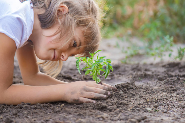 Un enfant dans le jardin plante une plante. Concentration sélective
. - Photo, image