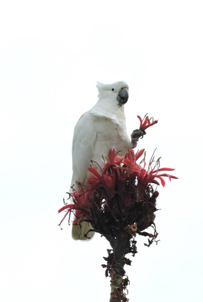Sulphur-crested cockatoo holding gymea lily flower in its claw - Photo, Image