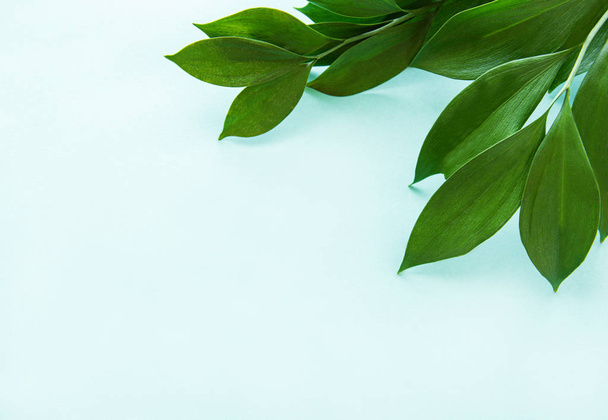 Green leaves on a mint background - Фото, зображення