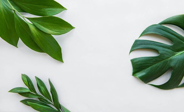 Tropical leaves and monstera leaf - Foto, immagini