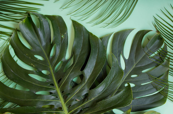 tropical plants on a green background - Foto, afbeelding