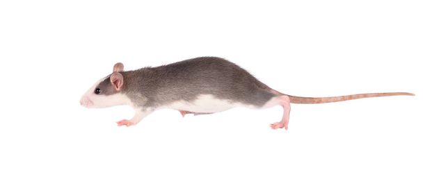 Grappige jonge rat geïsoleerd op wit. Knaagdier huisdieren. Gedomesticeerde rat close up. - Foto, afbeelding