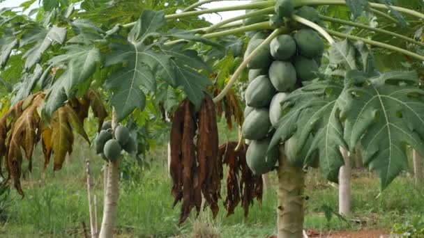 Papaija puita roikkuu hedelmiä maatilan puutarhassa luomuviljely Aasiassa. Papaijan plantaasi, jonka taustalla on viidakko. Puut kasvavat tasaisesti toisistaan erissä suuria vihreitä hedelmiä roikkuu
 - Materiaali, video