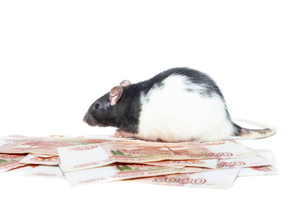 Rat with money - Fotó, kép