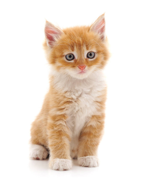 Beautiful red cat. - Photo, image