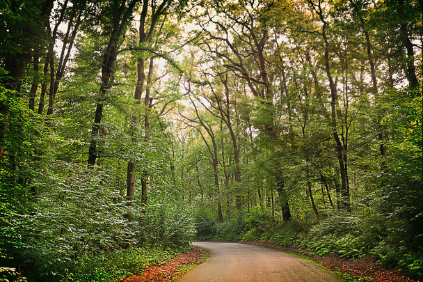 Sommerlandschaft. Straße im grünen Wald an einem sonnigen Tag - Foto, Bild