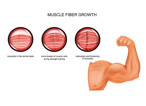 crecimiento de la fibra muscular después del entrenamiento
 - Vector, Imagen