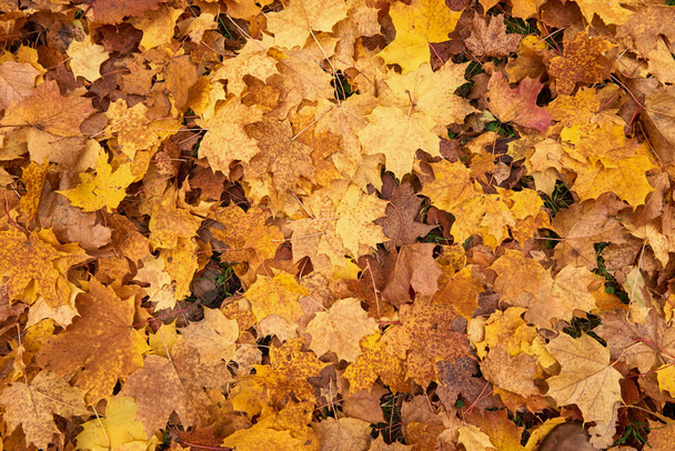 Fallen maple leaves.Yellow maple leaf mat. - Photo, Image
