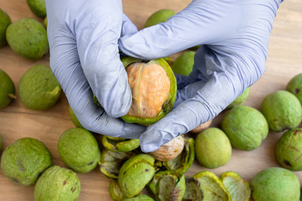 Peeling van walnoten. Handen in handschoenen schil een groene korst of deksel o - Foto, afbeelding