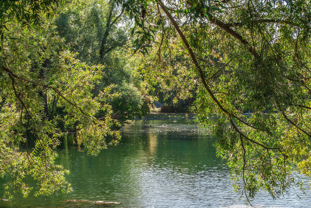 Uitzicht door een loofboom over het meer in het park Rheinaue in Bonn. - Foto, afbeelding