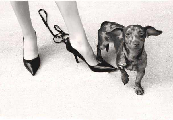 Filhote de cachorro dachshund com seu dono em uma caminhada
 - Foto, Imagem