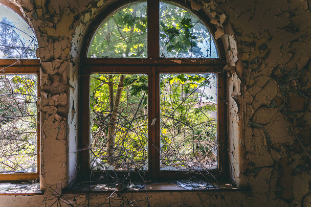 Een boom groeit door een geruïneerd venster - Foto, afbeelding