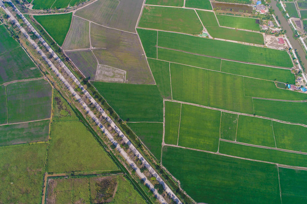 Сельская дорога проходит через поле зеленых рисовых плантаций
 - Фото, изображение