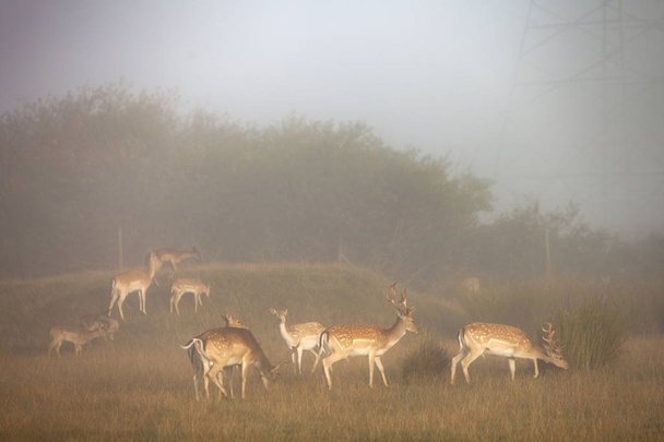 fallow dear in morning mist on countryside of lower saxony in ge - Photo, Image