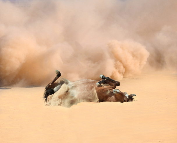 Saut périlleux de chevaux dans le sable
 - Photo, image