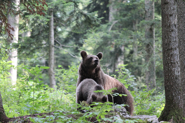 Ruskea karhu äiti kaksi pentua metsässä
 - Valokuva, kuva