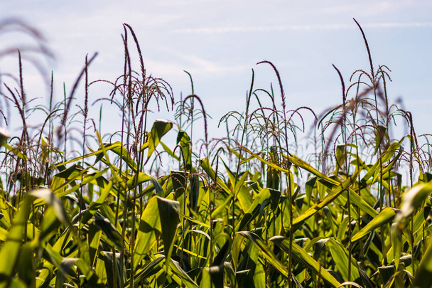 Corn Field-hoge maïsplanten met groene bladeren, blauwe heldere hemel in de achtergrond - Foto, afbeelding