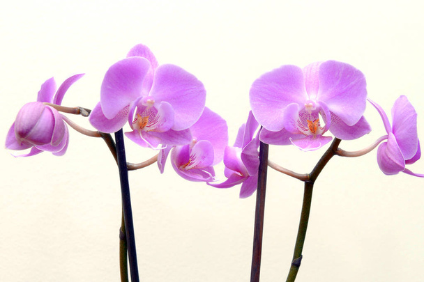 mooie paarse Phalaenopsis orchidee bloemen, geïsoleerd op witte achtergrond - Foto, afbeelding