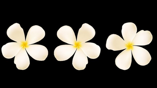 weiße Frangipani-Blume, isoliert auf schwarzem Hintergrund - Foto, Bild