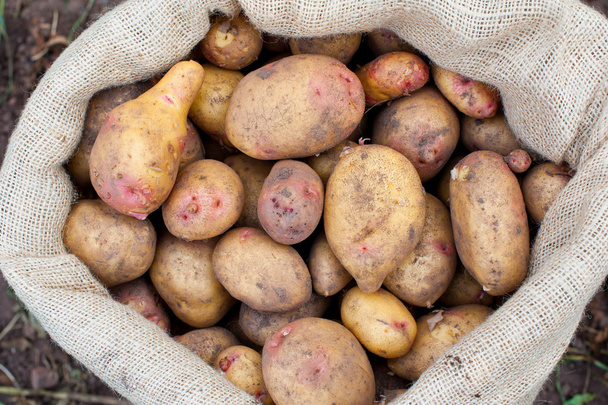 A sack of freshly picked potatoes - Photo, Image