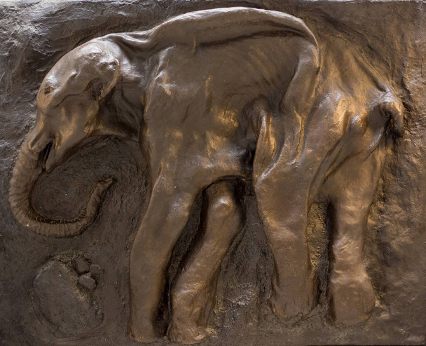 Az elefánt csontvázának fosszíliája - Fotó, kép