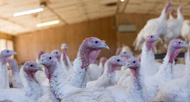 Turkey indoor farm - Photo, Image