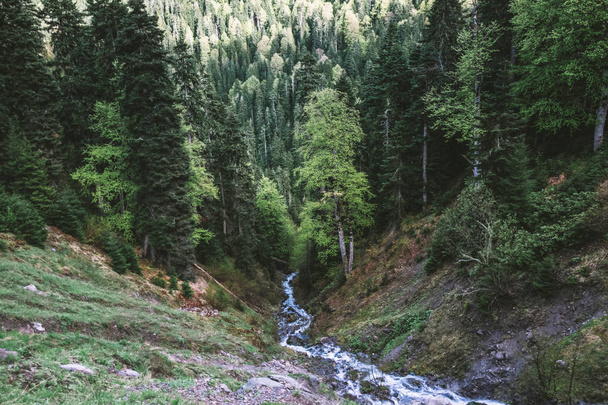 Cours d'eau dans une forêt de pins
 - Photo, image