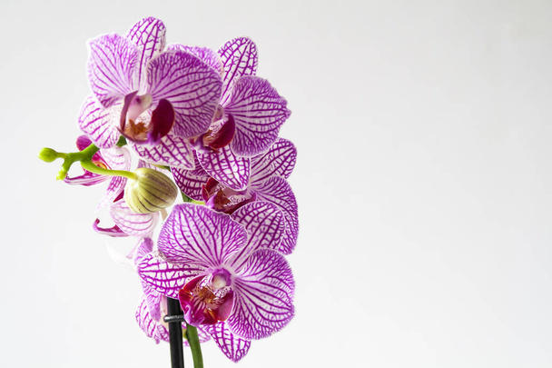 Orquídea roxa em um fundo branco
 - Foto, Imagem