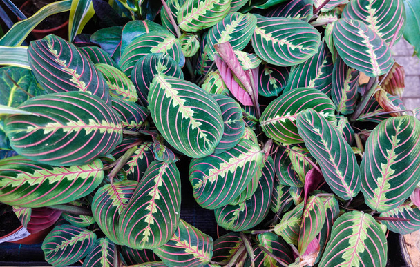 エキゾチックなマランタロイコネウラファシエーター植物は美しい色の花の背景を残します - 写真・画像