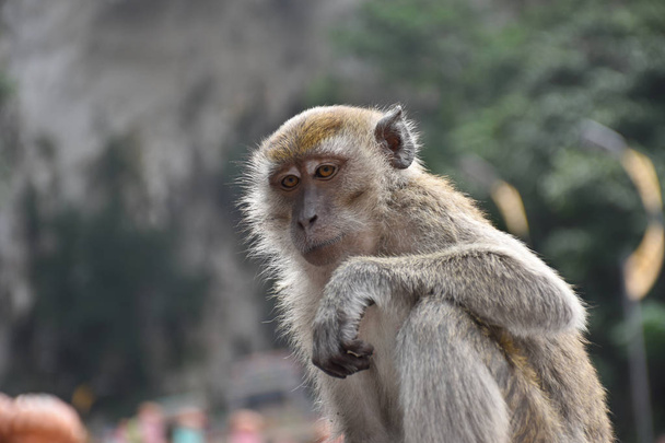 Rapuja syövä makaki, Macaca fascicularis, joka tunnetaan myös nimellä pitkähäntäinen makaki, apina
 - Valokuva, kuva