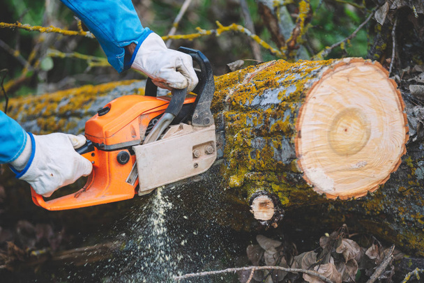 Primer plano de un leñador cortando madera vieja con una motosierra
. - Foto, Imagen