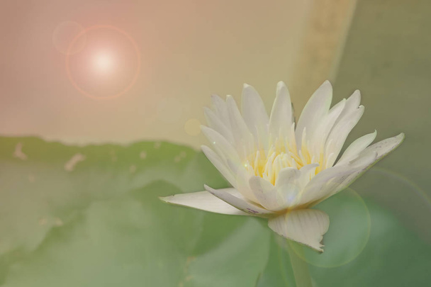 Lotusblume. der Hintergrund ist das Lotusblatt und das weiße Lotusblatt - Foto, Bild