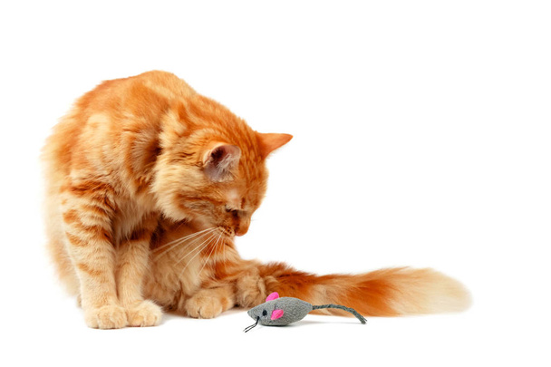 Gatto rossiccio che fissa un topo giocattolo
 - Foto, immagini